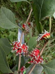 Image result for Oliverella