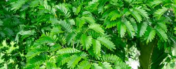 Maybe you would like to learn more about one of these? The Best Backyard Shade Trees Living Color