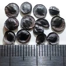 Image result for Dipcadi marlothii