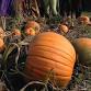 Haunted Pumpkin Festival event image
