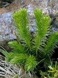 Image result for Huperzia bampsiana