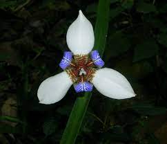 Neomarica Northiana Also Known As The Walking Iris Is A Flowering Plant Native To Brazil With Rhizomatous Rootstock Of The Small Ge Lily Flower Flowers Lily
