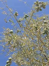 Image result for Balanites pedicellaris