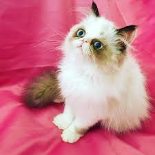 Adam Eve Hira Alice Alvin Exotic Shorthair Persian Cat Panosundaki Pin