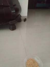 If you do not have a fish net, use a towel by throwing it over the top of the bird and scooping two ends under it and grabbing the other two ends to form a hammock with the bird in the middle. I Need Some Help Getting A Bird Out Of My House More Detail In The Comments Imgur