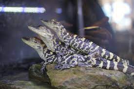Citrus And Baby Gators Retrospect