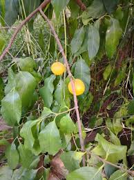 Image result for Vangueria randii