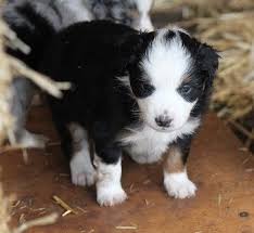 We have puppies arriving throughout the year and we do temperament testing to ensure your family experiences the right aussie for your family dynamics. Mini Aussies Oregon City Shepherd Portland Sale Breeder Puppies Aussie Puppies Australian Shepherd Puppies Aussie Puppies For Sale