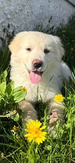 🎉𝗦𝗨𝗥𝗣𝗥𝗜𝗦𝗘 !!! 🎉 𝗢𝗰𝗲́, 𝗳𝗶𝗱𝗲̀𝗹𝗲 𝗺𝗲𝗺𝗯𝗿𝗲 𝗱𝗲  𝗹'𝗲́𝗾𝘂𝗶𝗽𝗲, est maintenant 𝗱𝗼𝘂𝗯𝗹𝗲𝗺𝗲𝗻𝘁 maman d'adoption du  Domaine Animal ! 💛 Le petit Winnie (𝗮𝗻𝗰𝗶𝗲𝗻𝗻𝗲𝗺𝗲𝗻𝘁  𝗟𝗲𝗼𝗻𝗮𝗿𝗱𝗼) a su conquérir le cœur de sa ...