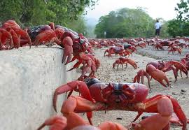 Christmas island crabs cocos island crab and lobster australia animals beautiful fish ocean life celestial sea creatures under the sea. Christmas Island Red Crab Migration Christmas Island