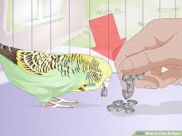 How To Feed Budgies 13 Steps With Pictures Wikihow