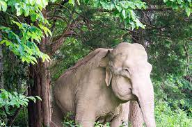 Asian Elephant Shirley Turns 72 at The Elephant Sanctuary - EleNotes - The Elephant Sanctuary in Tennessee