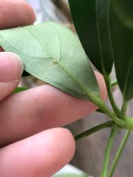 Image result for scale on plant