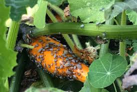 Check spelling or type a new query. How To Get Rid Of Squash Bugs Ask An Expert Oregonlive Com