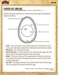 Label parts of an egg worksheet. Chicken Egg Labeling Science Worksheet For 4th Grade Sod