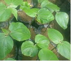 Image result for Ricinodendron