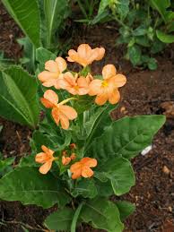 Image result for Crossandra fruticulosa