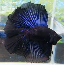 Black Orchid Doubletail Halfmoon Betta Betta Halfmoon Betta Betta Fish