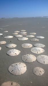 It's possible that a sand dollar can be buried. How To Find Sand Dollars In The Ocean Arxiusarquitectura