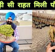 बस थोड़ी सी राहत मिली पौधों को / Plants settled a bit after watering