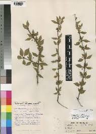 Image result for Canthium glaucum