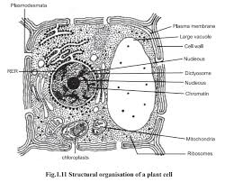 Chloroplasts are a type of plastid that are distinguished by their green color, the result of specialized chlorophyll pigments. Chloroplasts And Its Functions