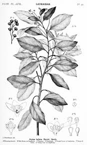 Image result for Coleotrype laurentii