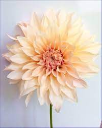 Pin On Fleur