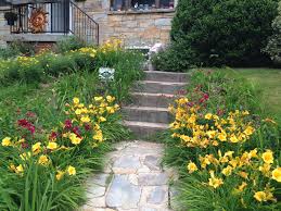 A Clump Of Stella D Oro Daylily S Growing By The Front Stairs Another Craigslist Pick Up Day Lilies Landscape Design Planting Flowers