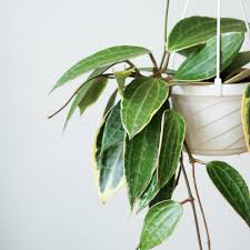 Image result for Hoya