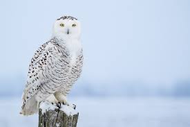 Locals Say Theyre Spotting Snowy Owls In Downtown Detroit