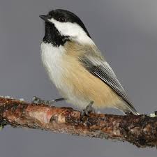 Please email if you've forgotten. List Of Birds Of Massachusetts Wikipedia