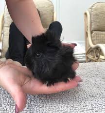 It is popular as a pet, and even more popular on the show table. Boy Beautiful Black Long Haired Baby Guineapig Woking Surrey Pets4homes