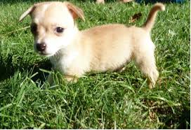 Dog Breed Rat Terrier And Chihuahua Mix Puppies Rat Terrier Chihuahua Mix  Puppies For Sale Buy