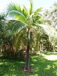 Image result for Dictyosperma