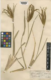 Image result for Eustachys