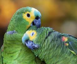 Image result for parrot