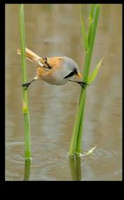 ป กพ นโดย matthew rael ใน cvety i pticy วอลเปเปอร