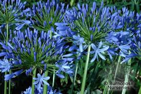 Image result for Agapanthus campanulatus