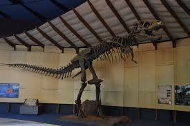 Gastonia is a genus of nodosaurid dinosaur from the early cretaceous of north america, around 125 million years ago. The Schiele Museum Of Natural History Planetarium Visitnc Com