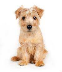 Du bist auf der suche nach hunden oder einer. Norfolk Terrier Hunderassen Pedigree
