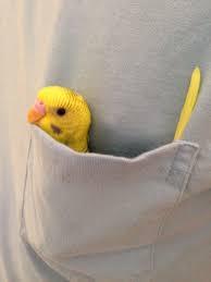 Bibidebabideboo Pet Birds Budgies Cute Birds