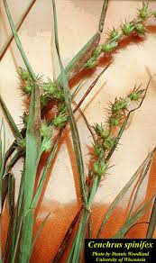 Image result for Cenchrus incertus