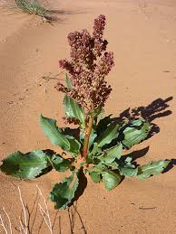 Image result for Rumex ruwenzoriensis