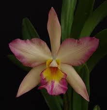 Iwanagara Appleblossom Nn Dial Snowflake X Blc Orange Nuggett Flower Spike Orchids Cattleya