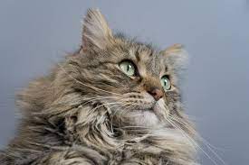 Maine Coon What You Need To Know About The Largest Domesticated Cat Petsmont