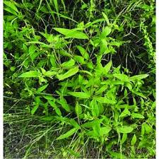 Image result for Aspilia rudis