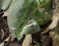 Image result for Nothris verbascella