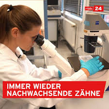 Mikroskop ditemukan oleh seorang belanda. Rbb24 Zahne Die Immer Wieder Nachwachsen Facebook