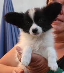6 jungen und ein mädchen. Papillon Welpen Zu Verkaufen 821842
